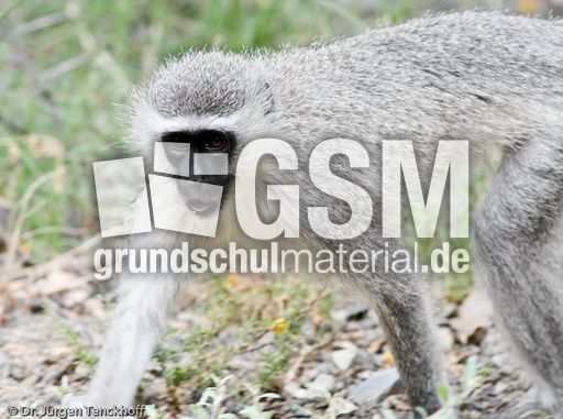 Grüne Meerkatzen (25 von 67).jpg